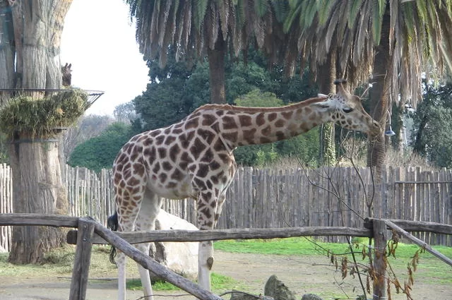 Жираф зоопарк Рим