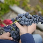 Сицилийский виноград